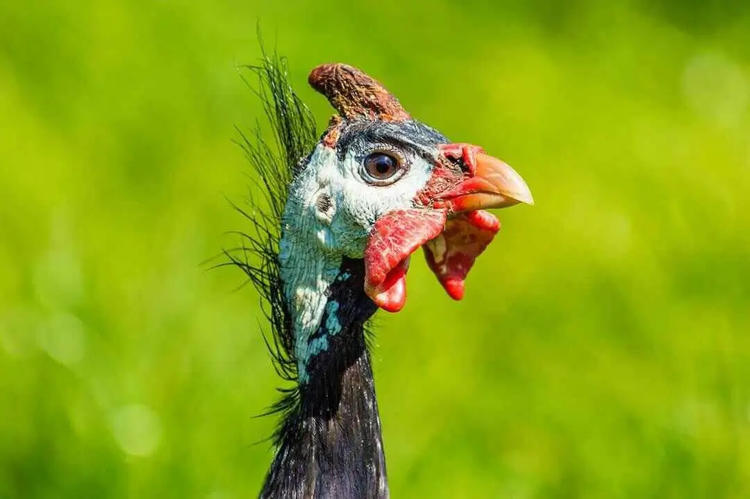 Helmeted Guinea Fowl Head